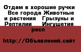Отдам в хорошие ручки - Все города Животные и растения » Грызуны и Рептилии   . Ингушетия респ.